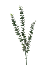Eucalyptus Branch
