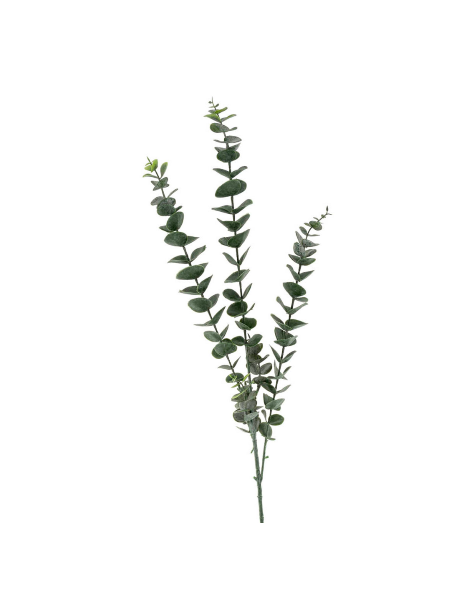 Eucalyptus Branch