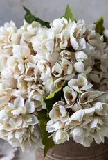 Hydrangea, Morning Mist