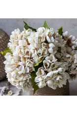 Hydrangea, Morning Mist