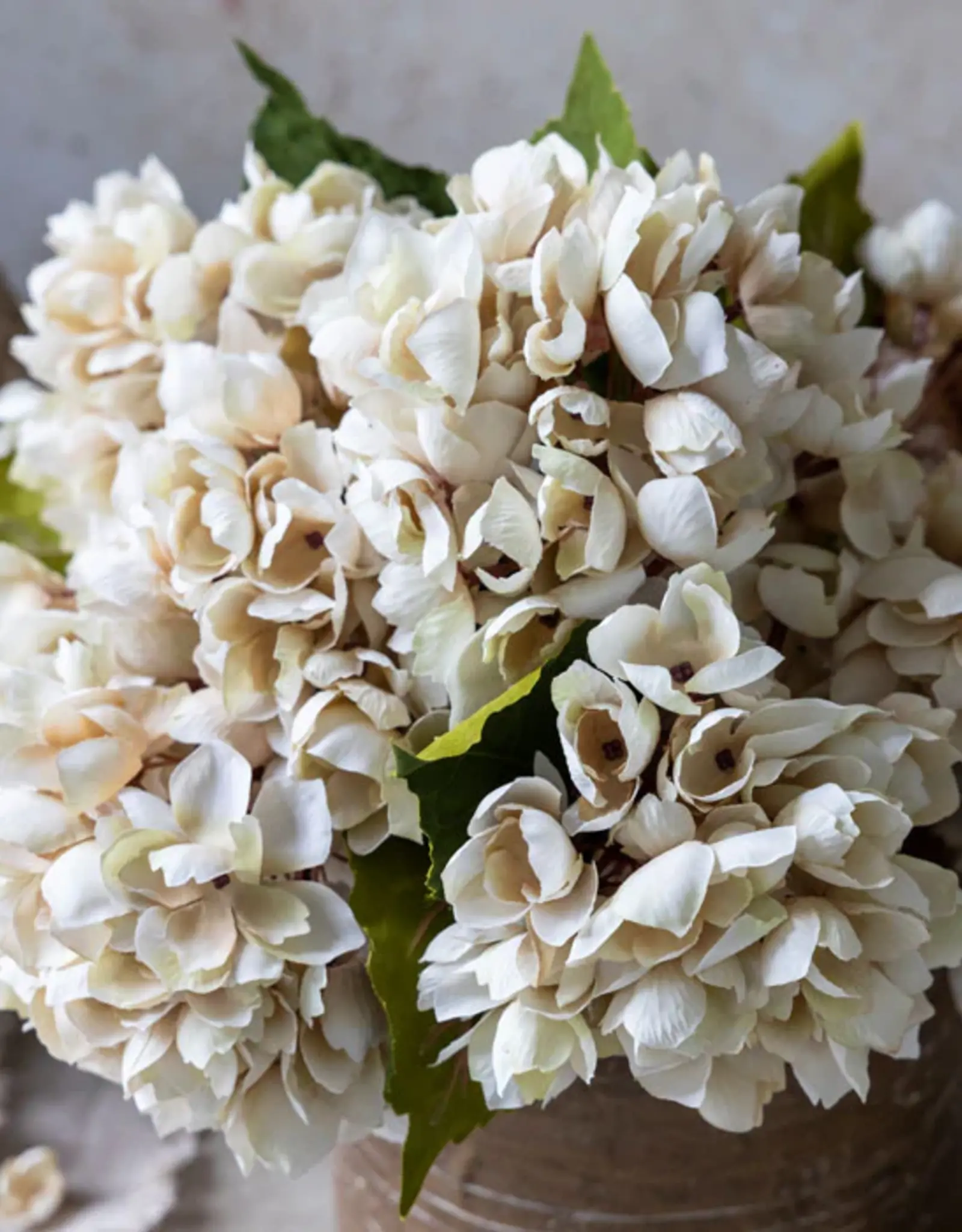 Hydrangea, Morning Mist