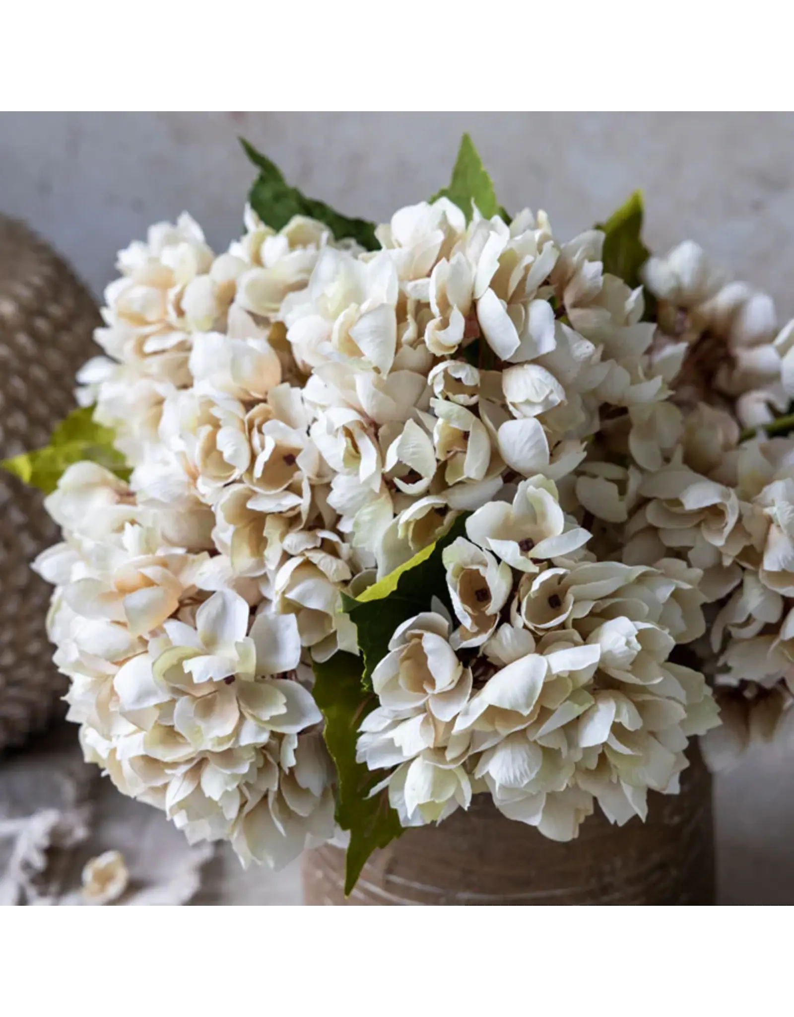 Hydrangea, Morning Mist