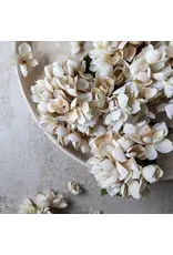 Hydrangea, Morning Mist