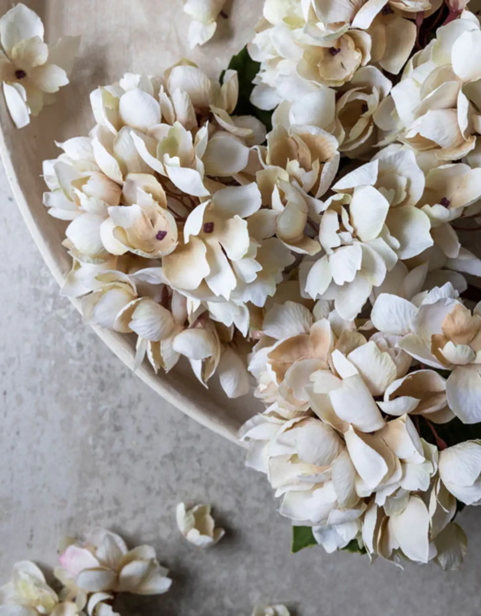 Hydrangea, Morning Mist