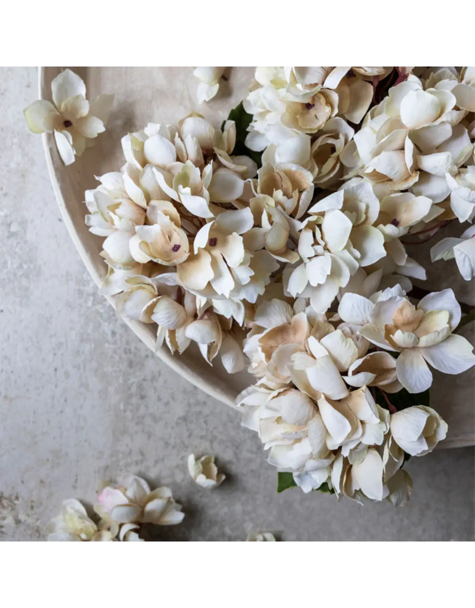Hydrangea, Morning Mist