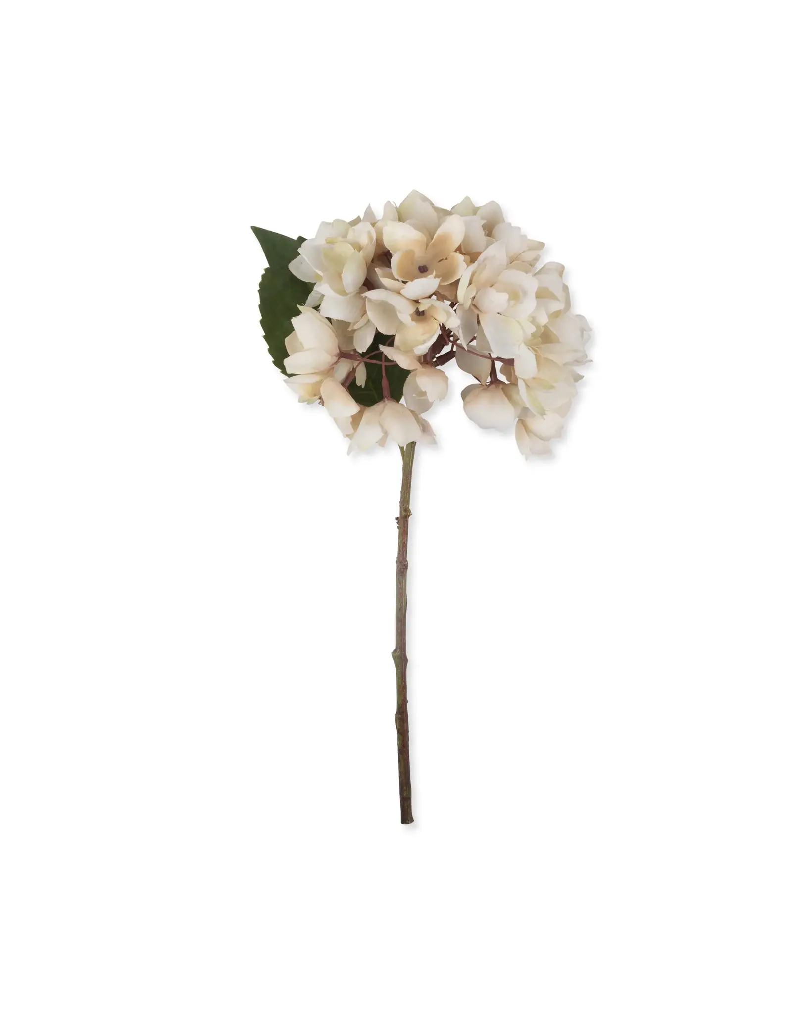 Hydrangea, Morning Mist