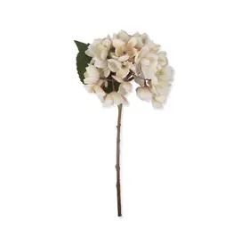 Hydrangea, Morning Mist