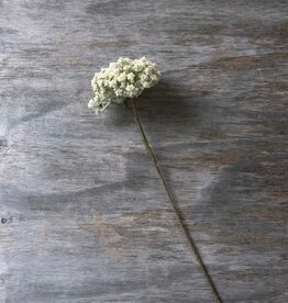 Yarrow Stem Cream