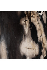 Bevin End Table in Dark Petrified Wood