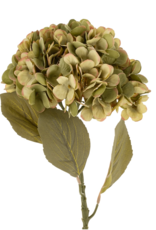 Faded Hydrangea Stem L, Green