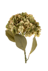 Faded Hydrangea Stem L, Green