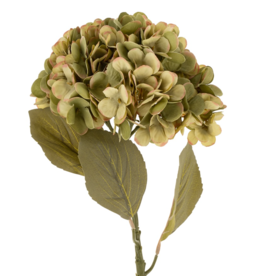 Faded Hydrangea Stem L, Green
