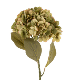 Faded Hydrangea Stem L, Green