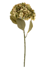 Faded Hydrangea Stem L, Green