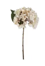 Hydrangea, Morning Mist