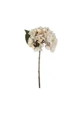 Hydrangea, Morning Mist
