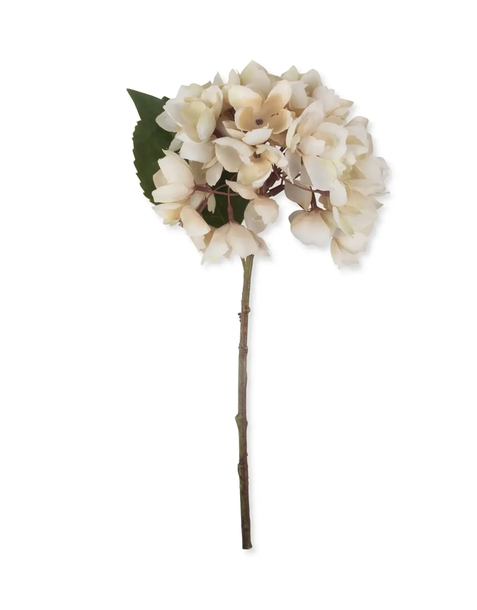 Hydrangea, Morning Mist