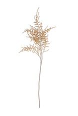 Asparagus Fern - Desert