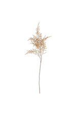 Asparagus Fern - Desert