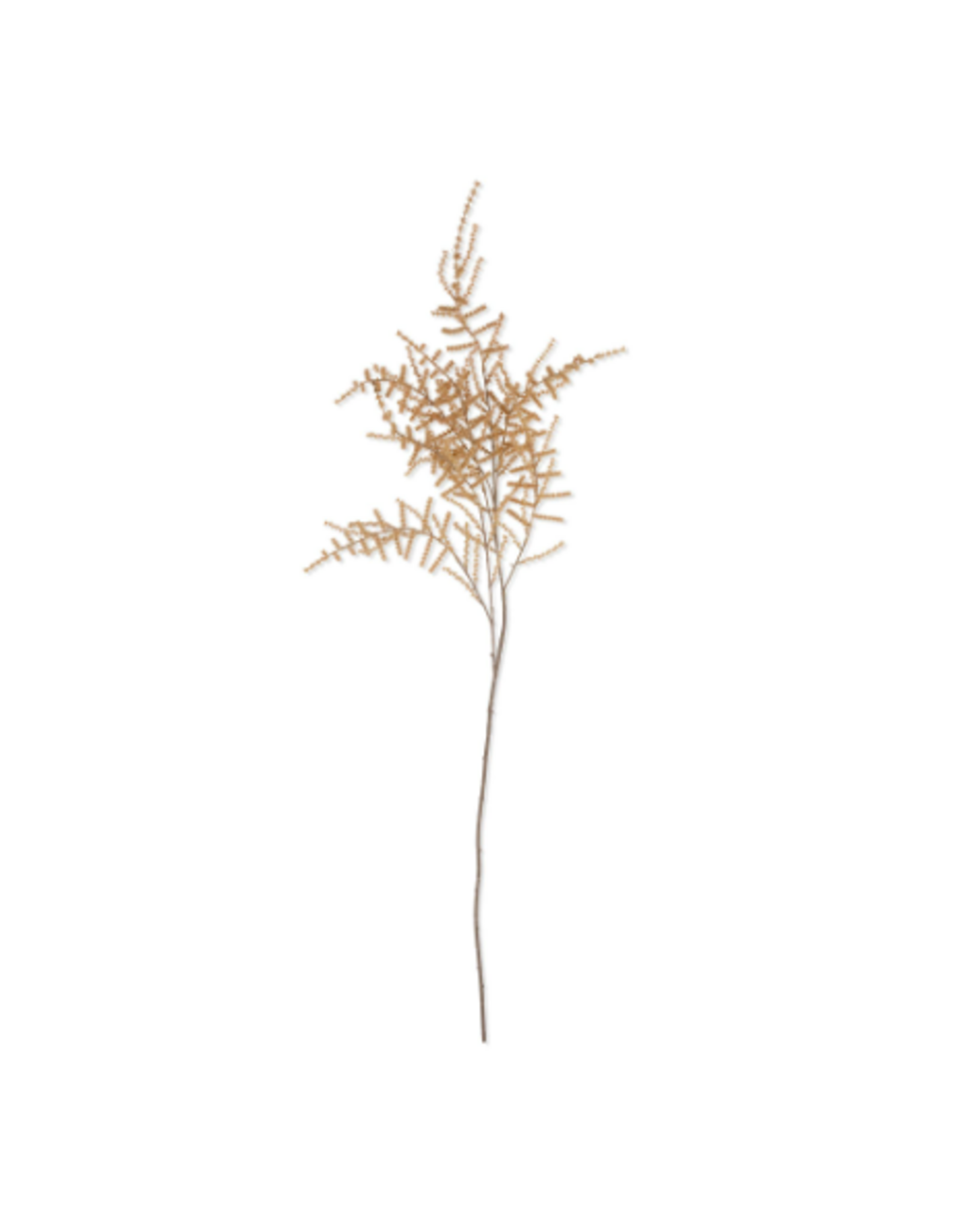 Asparagus Fern - Desert