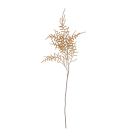 Asparagus Fern - Desert