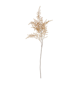 Asparagus Fern - Desert