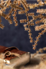 Asparagus Fern - Desert