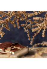 Asparagus Fern - Desert