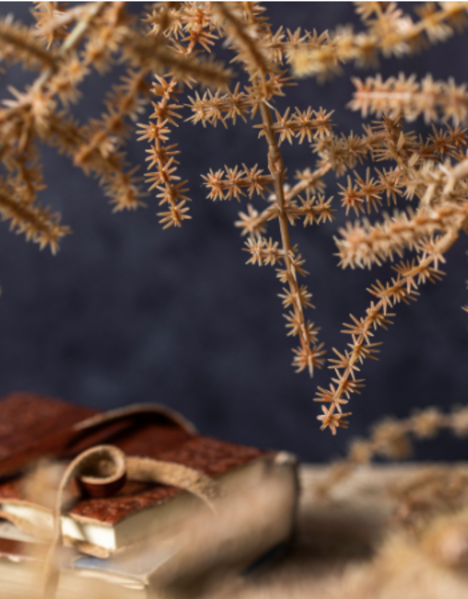 Asparagus Fern - Desert