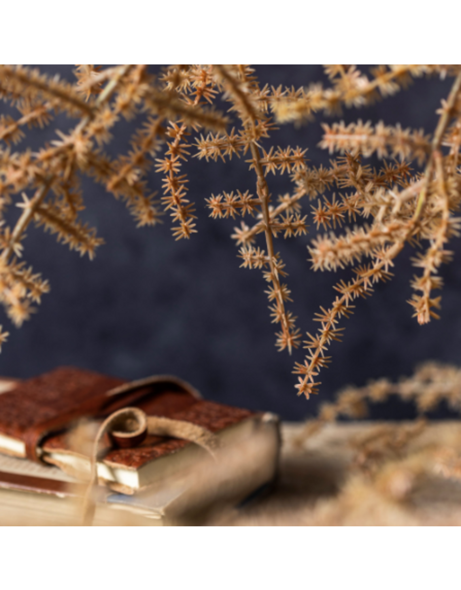 Asparagus Fern - Desert