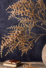 Asparagus Fern - Desert