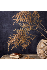 Asparagus Fern - Desert