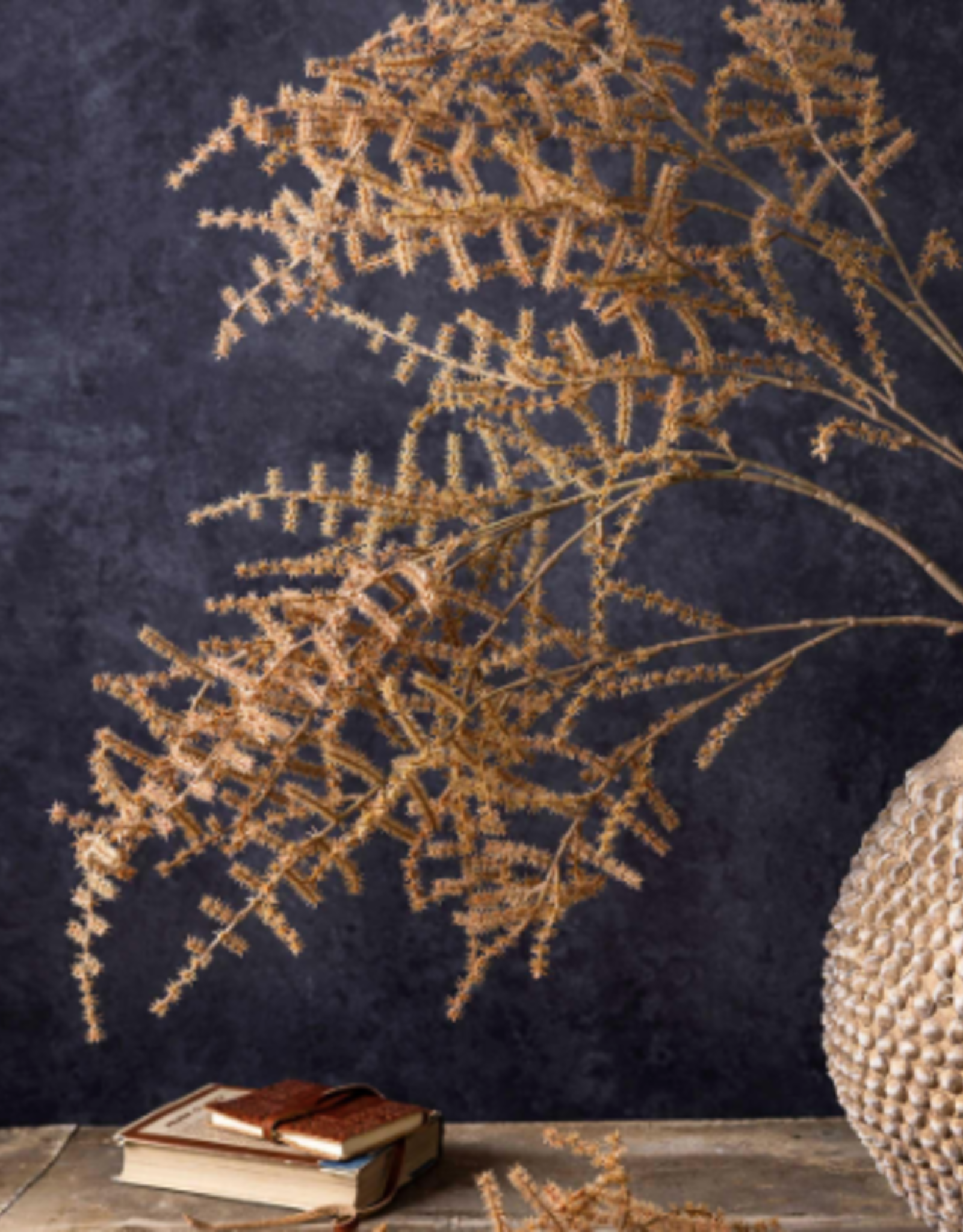 Asparagus Fern - Desert
