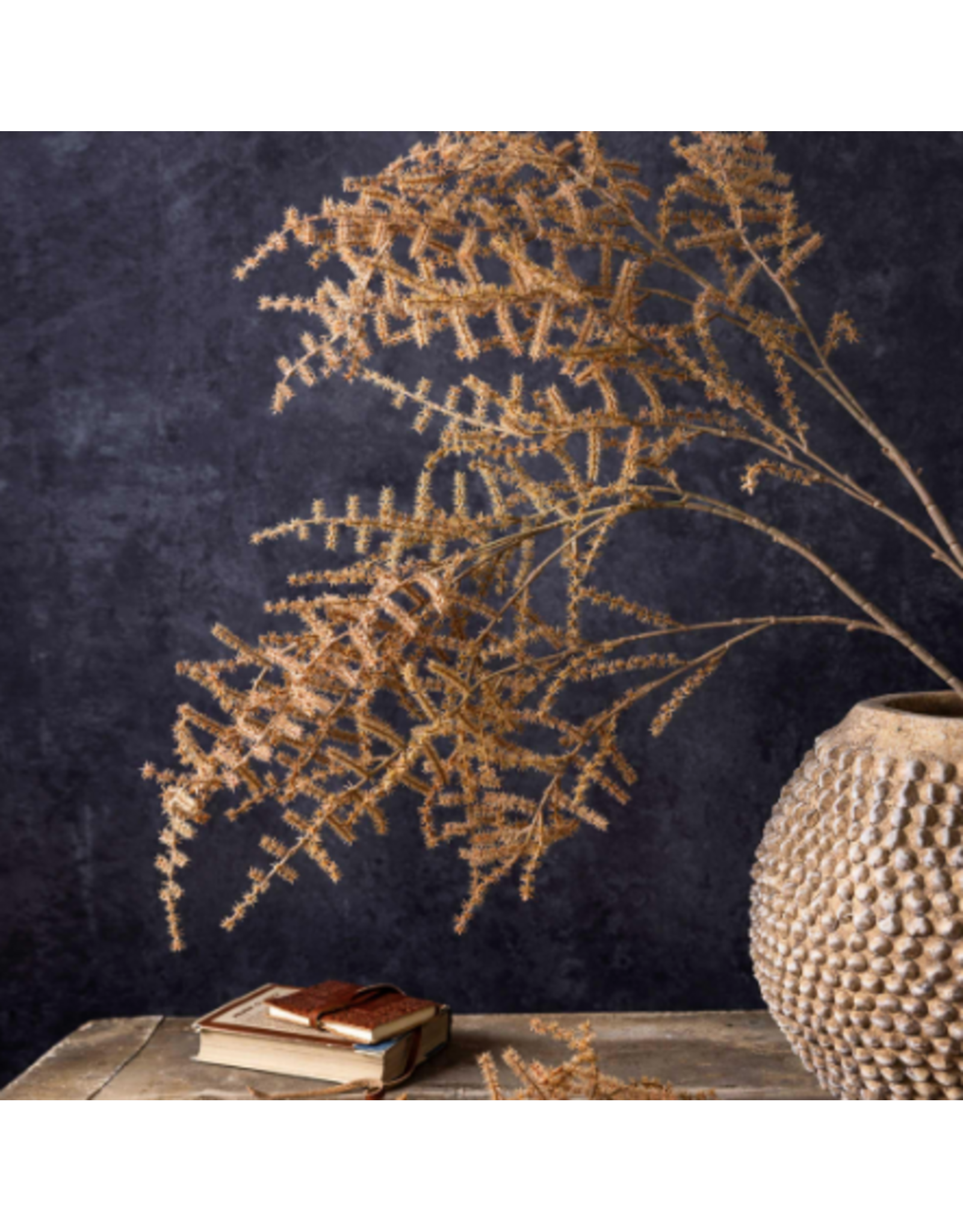 Asparagus Fern - Desert