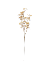 Gypsophila - Cream