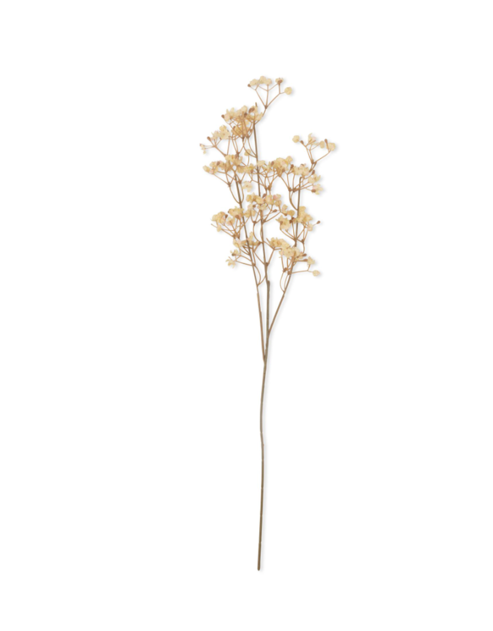 Gypsophila - Cream