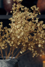 Gypsophila - Cream