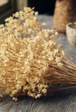 Gypsophila - Cream