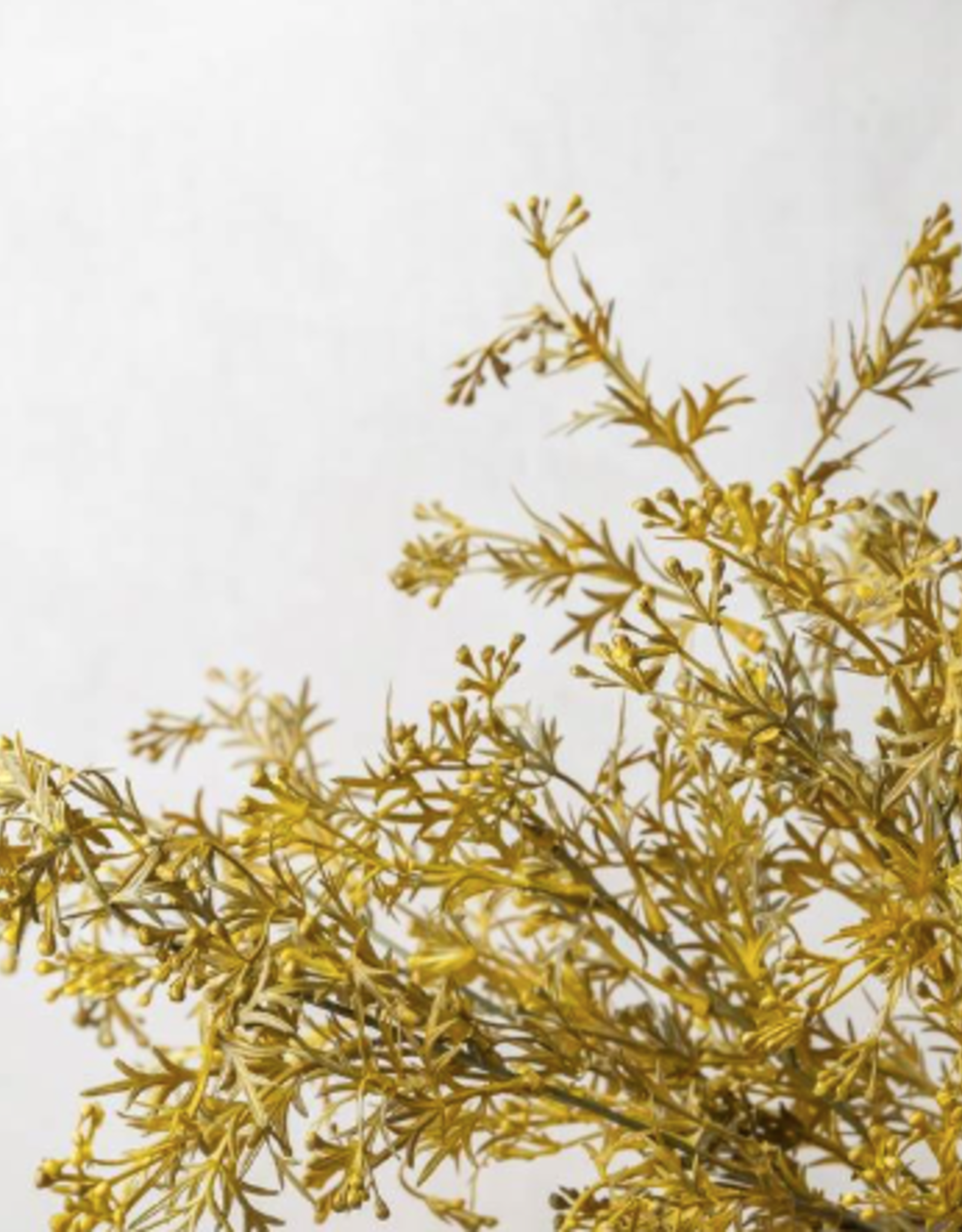 Meadow Grass - Flaxen