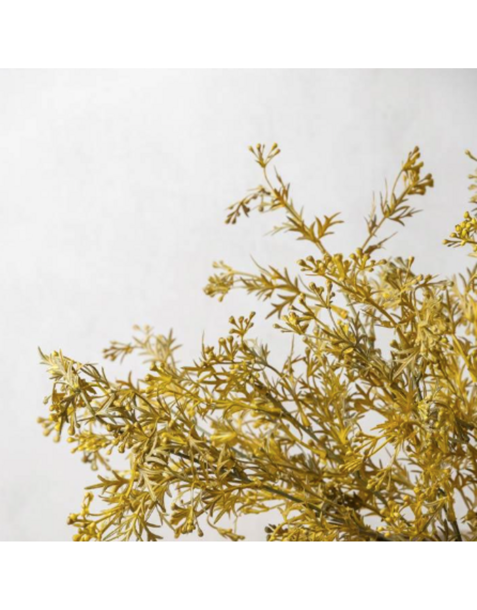 Meadow Grass - Flaxen