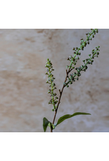 Artificial Myrtle