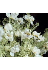 Cosmos Cream Faux Floral