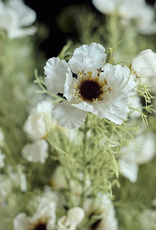 Cosmos Cream Faux Floral