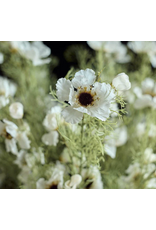 Cosmos Cream Faux Floral