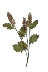 Astilbe Floral Spray
