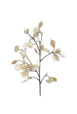 White/Pearl 26"H Lunaria Silver Dollar Spray
