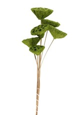 Green 2 1/2"-3 1/2"Dia Moss Coated Lotus Pods on16-18"H Stem