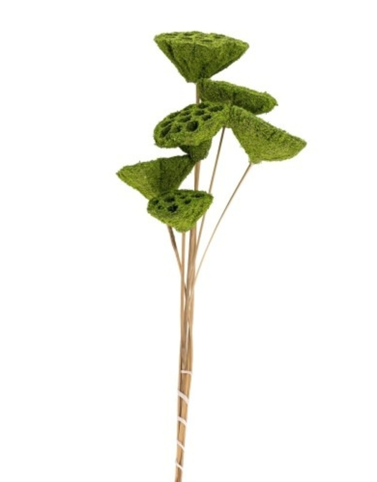 Green 2 1/2"-3 1/2"Dia Moss Coated Lotus Pods on16-18"H Stem