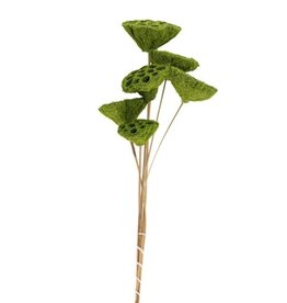 Green 2 1/2"-3 1/2"Dia Moss Coated Lotus Pods on16-18"H Stem