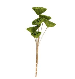Green 2 1/2"-3 1/2"Dia Moss Coated Lotus Pods on16-18"H Stem